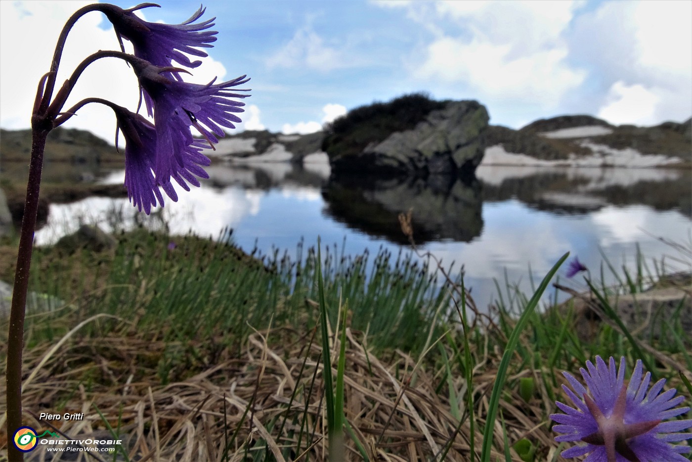 59 Soldanelle alpine al Laghetto di Ponteranica (superiore).JPG -                                